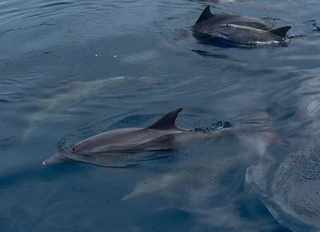 2024.12 モルディブ アミラリゾート⑦番外編